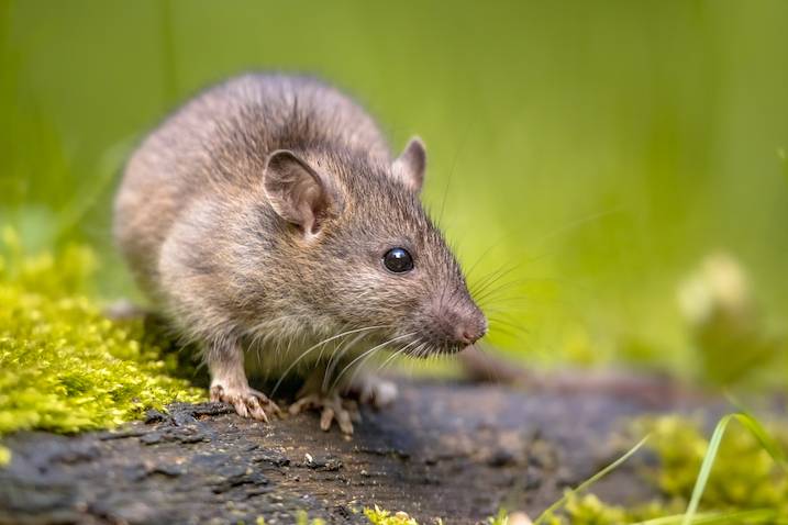 Rats, cafards - qui paye les frais d'éradication dans un logement ?